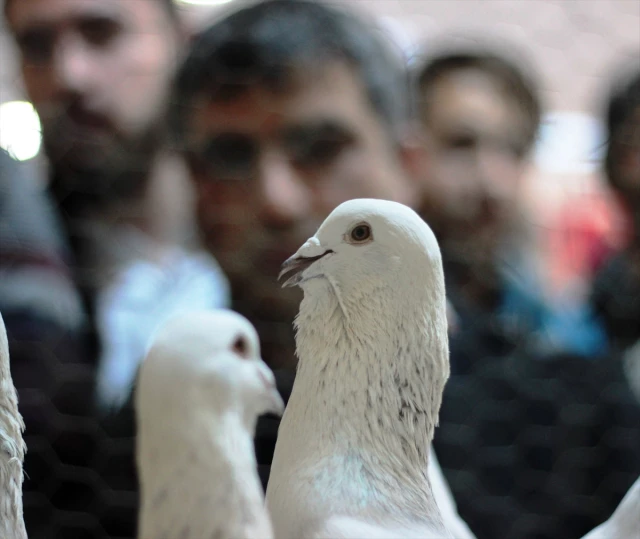 Güvercin Festivalinde 16 Irktan 500 Güvercin Yarıştı
