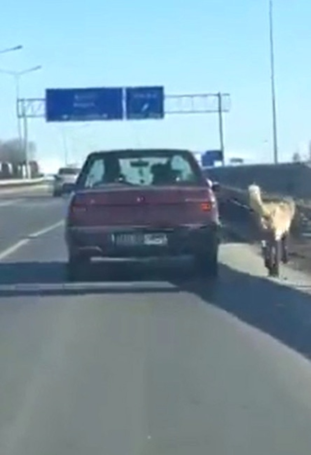 Arabasının Aynasına Köpeğini Bağlayarak Koşturan Sürücü Tepki Çekti