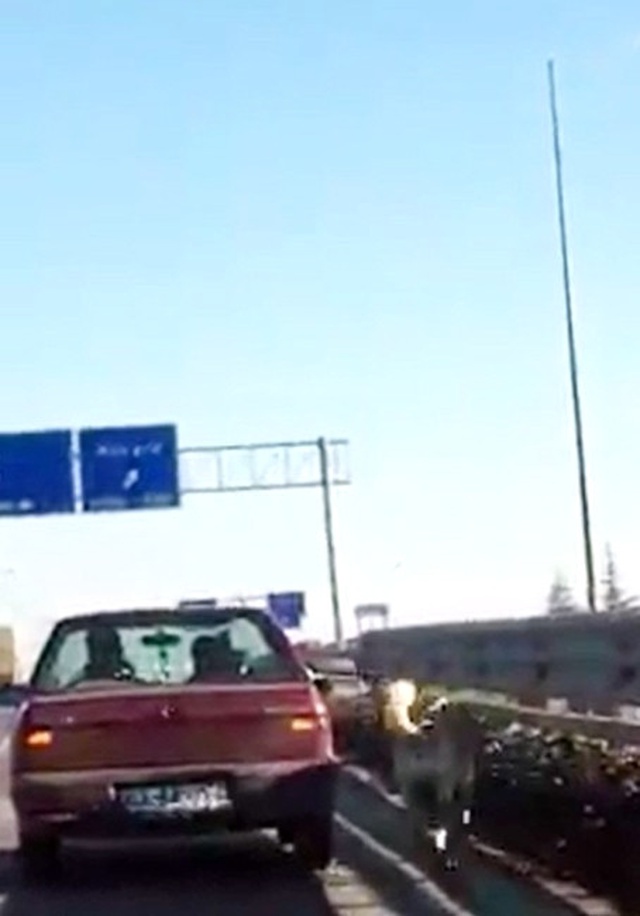 Arabasının Aynasına Köpeğini Bağlayarak Koşturan Sürücü Tepki Çekti