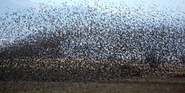 Çanakkale'de Binlerce Sığırcık Kuşu, Deprem Bölgesinden Kaçtı