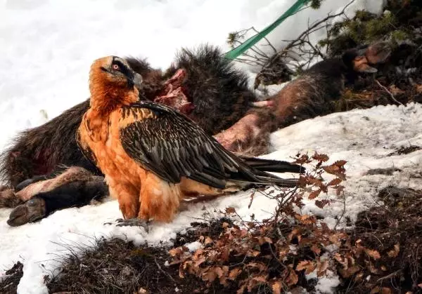 Çok Nadir Görülen Sakallı Akbaba, Artvin'de Foto Kapanla Görüntülendi