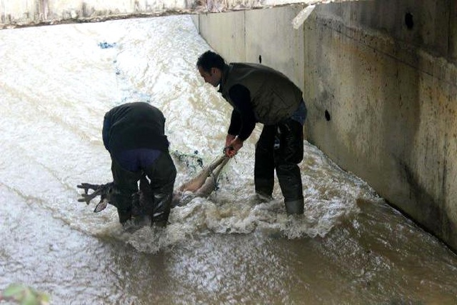 Su Kanalına Düşen Karaca, Balık Ağıyla Kurtarılıp Doğaya Bırakıldı