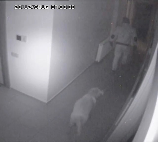İş Yerine Giren Hırsız, Karşılaştığı Köpeği Severken Kameraya Yakalandı