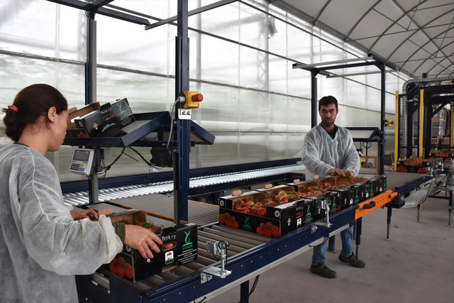 15 Milyon TL'lik Yatırımla 'Topraksız Sera' Kurdu