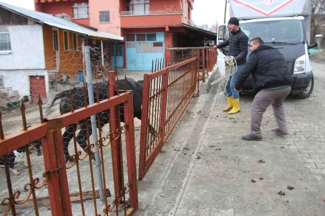 Ağıldan Kaçan Boğa, 5 Kişiyi Yaraladıktan Sonra Yakalanabildi