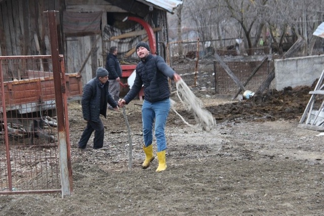 Ağıldan Kaçan Boğa, 5 Kişiyi Yaraladıktan Sonra Yakalanabildi
