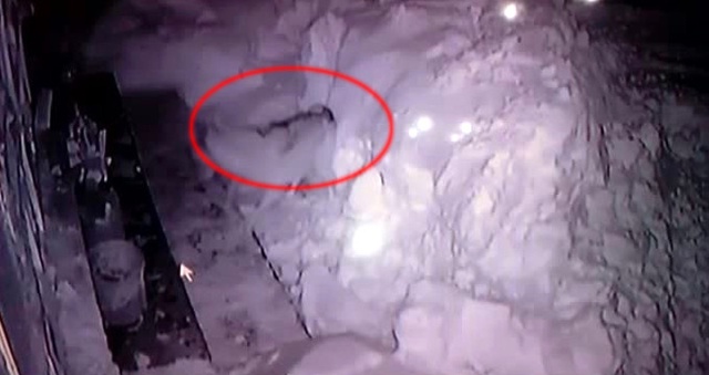 Kurtların Çoban Köpeğini Parçalaması Anbean Kamerada!