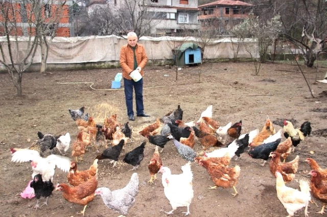 8 Yumurta ile Başladığı Yumurta Üretiminde Talebe Yetişemiyor