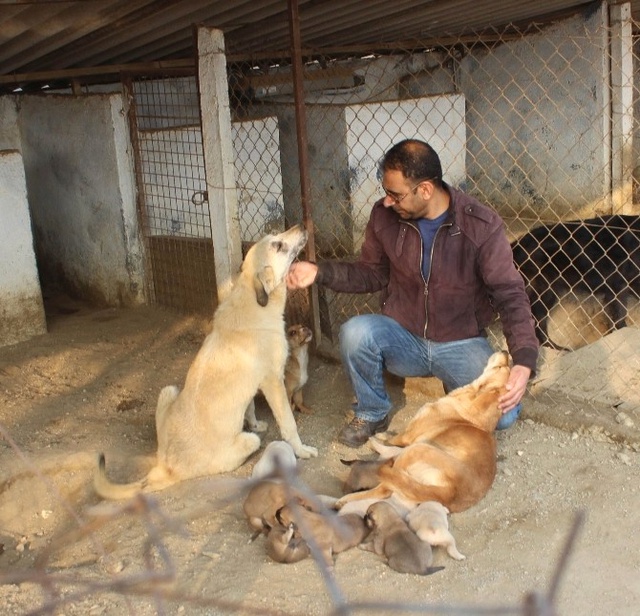 Ölen Köpeğin 2 Yavrusuna Başka Köpekler Annelik Yaptı