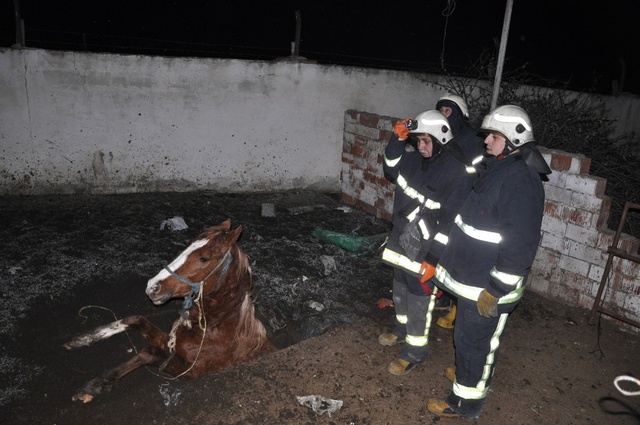 İtfaiye Ekipleri, Foseptik Çukuruna Düşen Yarış Atı İçin Seferber Oldu
