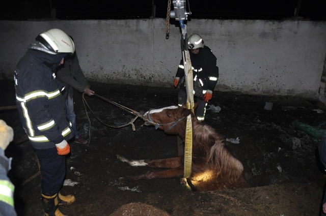 İtfaiye Ekipleri, Foseptik Çukuruna Düşen Yarış Atı İçin Seferber Oldu