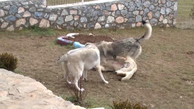 Evinin Bahçesinde Kurt Besleyen Aile, Görenleri Şaşkına Çeviriyor