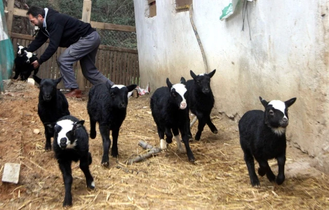 Bursalı Besicinin Ukrayna'dan Getirdiği Koyunlar Beşer Beşer Doğuruyor