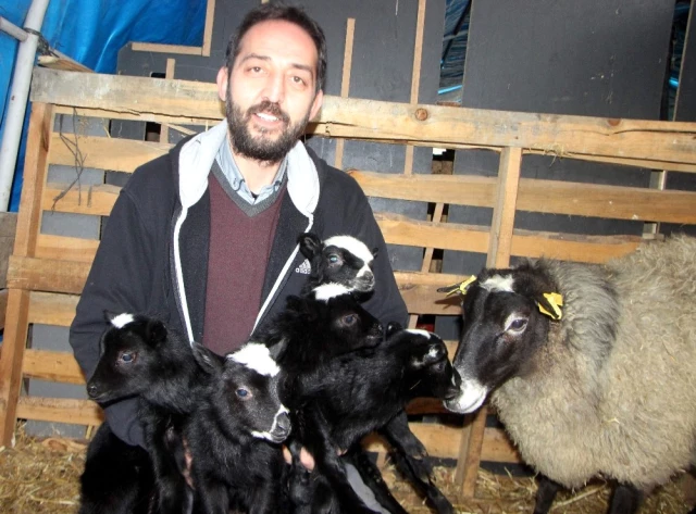 Bursalı Besicinin Ukrayna'dan Getirdiği Koyunlar Beşer Beşer Doğuruyor