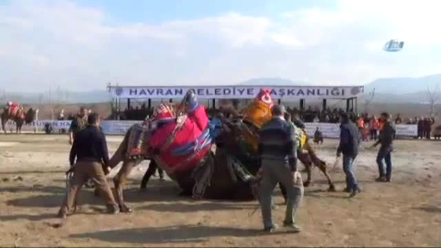 Deve Güreşlerinde Onlarca Kişi Develeri Birbirinden Ayırmaya Çalıştı