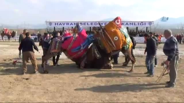 Deve Güreşlerinde Onlarca Kişi Develeri Birbirinden Ayırmaya Çalıştı