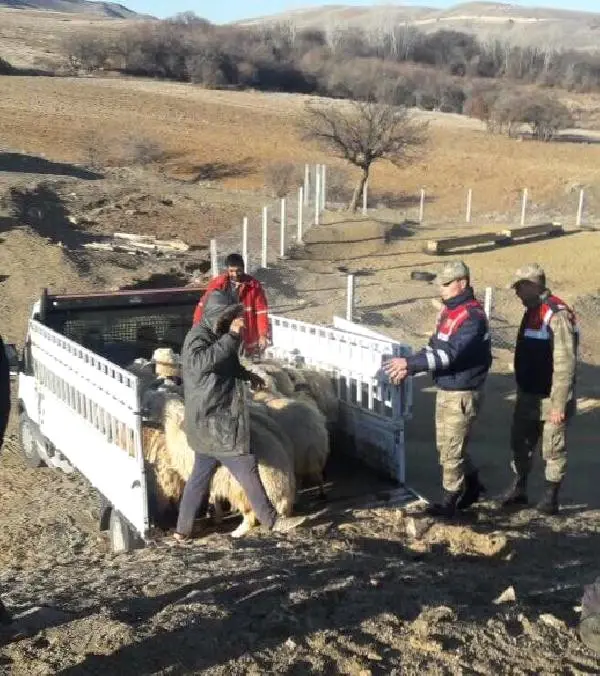 Jandarma Ekipleri, Elazığ'da Çalınan 40 Koyunu Diyarbakır'da Buldu
