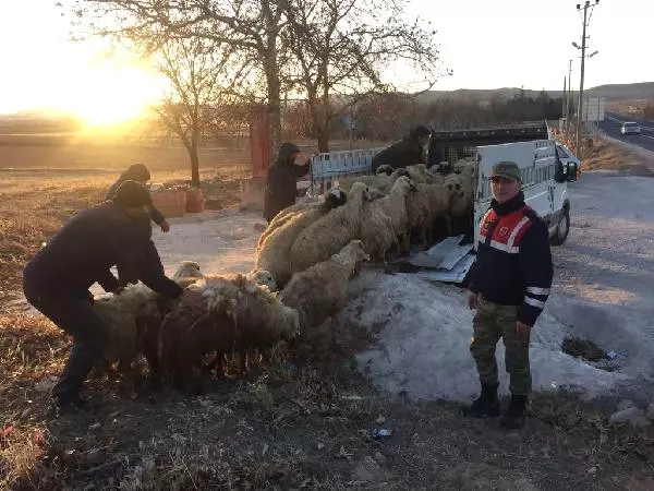 Jandarma Ekipleri, Elazığ'da Çalınan 40 Koyunu Diyarbakır'da Buldu