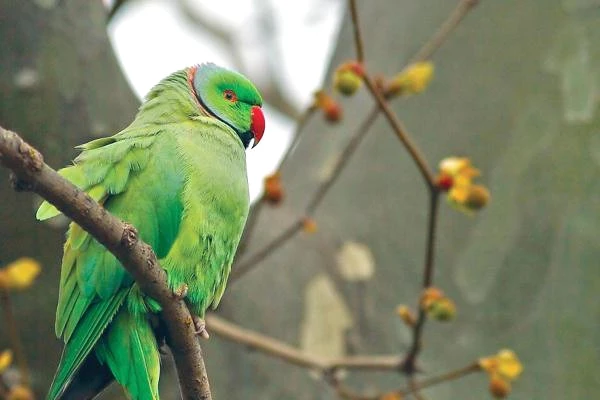 Afrikalı 'Yeşil Papağanlar' Avrupa'ya Yayıldı