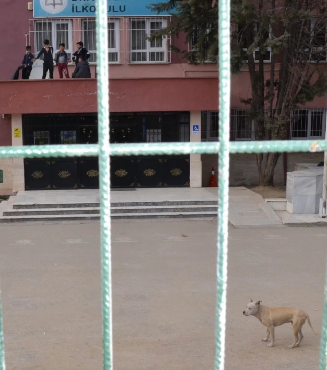 Bursa'da 5 Çocuk Pitbull Korkusu Yüzünden Okulun Balkonuna Tırmandı