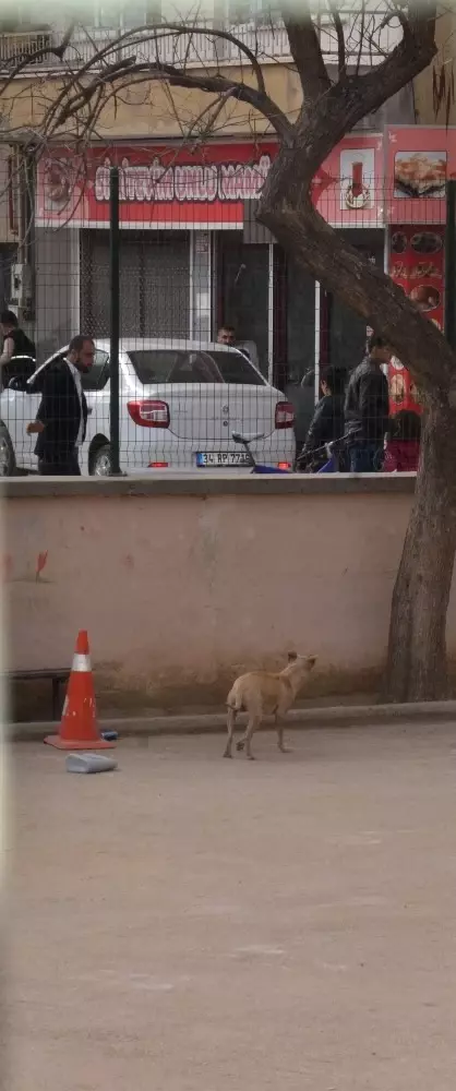 Bursa'da 5 Çocuk Pitbull Korkusu Yüzünden Okulun Balkonuna Tırmandı