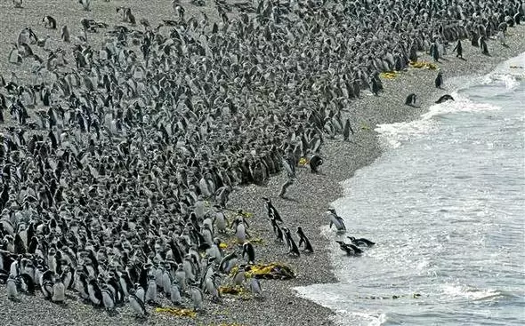 1 Milyondan Fazla Penguen Sahile Akın Etti, Turistler Görüntü Yarışına Girdi