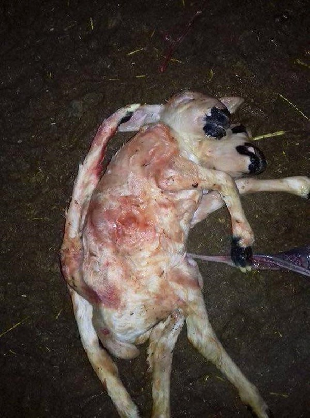 Çift Başlı, Çift Kuyruklu ve 6 Ayaklı Kuzu 2 Dakika Yaşayabildi
