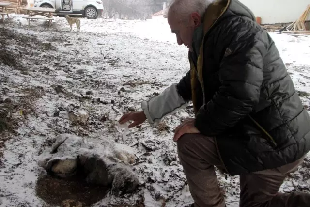 Uludağ'da Kar Altında Kalan Köpekler Birbirine Sarılarak Dondu