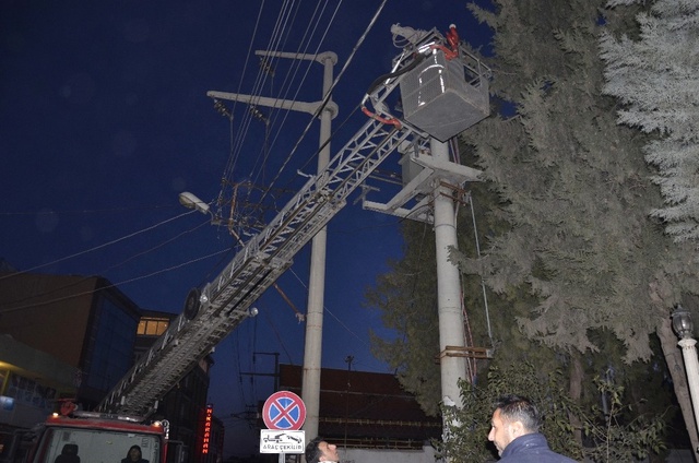 Ağaçta Mahsur Kalan Kediyi Kurtarmak İçin Şehrin Elektrikleri Kesildi