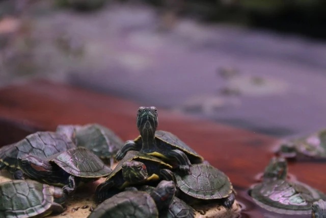 3 Valiz İçinde Yakalanan Kaçak Kaplumbağalar Yeni Yuvalarına Götürüldü