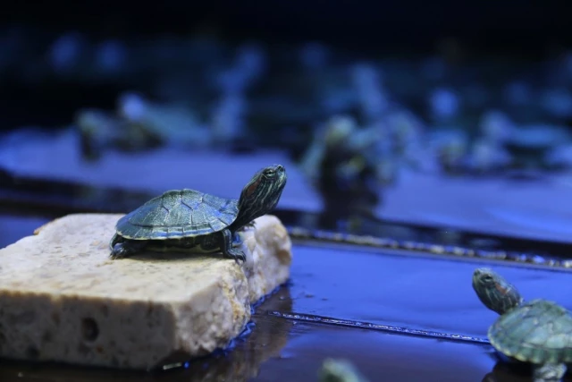 3 Valiz İçinde Yakalanan Kaçak Kaplumbağalar Yeni Yuvalarına Götürüldü