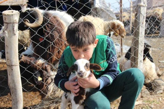5 TIR Kurbanlık Koyunu Dolandırıcılara Kaptıran Aile Yardım İstedi