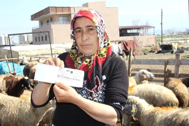 5 TIR Kurbanlık Koyunu Dolandırıcılara Kaptıran Aile Yardım İstedi