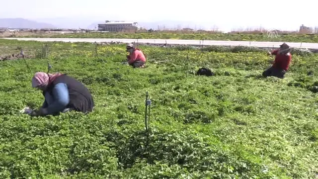 Hatay Maydanozu Yabancı Sofralara Lezzet Katıyor