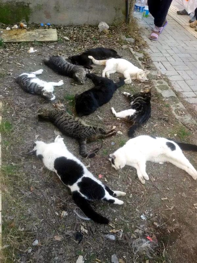 Alanya'daki Kedi Katliamıyla İlgili Bir Rus Gözaltına Alındı