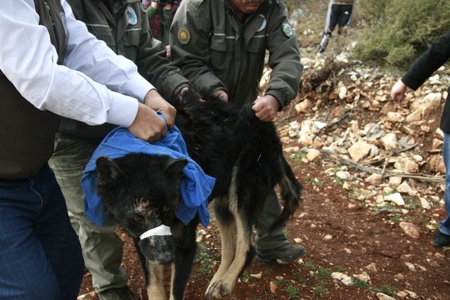 Ormanda Rahatsızlanıp Köye İnen Siyah Kurt İçin Ekipler Seferber Oldu