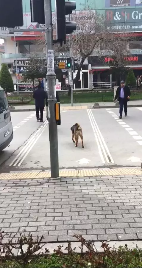 Karşıya Geçerken Yeşil Işığın Yanmasını Bekleyen Köpek Görenleri Şaşırttı