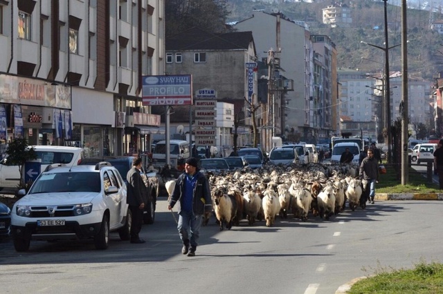 Rize'de Keçi Sürüsüyle Caddeden Geçen Çoban Şaşkınlık Yarattı