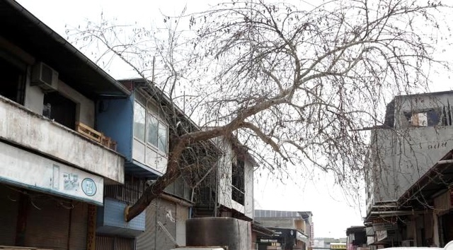 Antalya'da Çınar Ağacına 'Yol' Verdiler