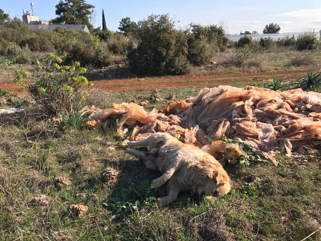 Antalyalı Vatandaş, Boş Arazide 2 Köpeği Öldürülmüş Halde Buldu