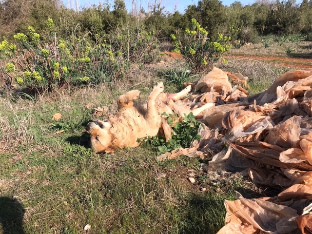 Antalyalı Vatandaş, Boş Arazide 2 Köpeği Öldürülmüş Halde Buldu