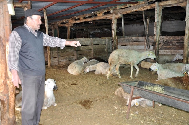 Yozgat'ta Şüpheli Hayvan Ölümleri Giderek Artıyor
