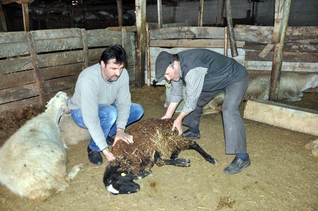 Yozgat'ta Şüpheli Hayvan Ölümleri Giderek Artıyor