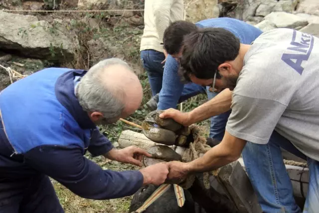 Artvin'de Boğalar Güreşe Nallanarak Hazırlanıyor