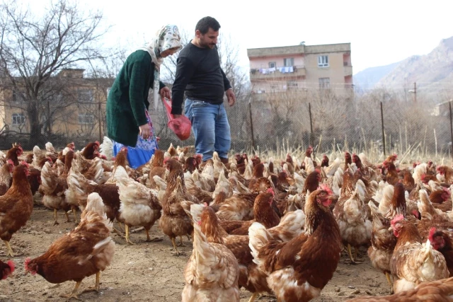 Atanamayan Eşine Destek Olmak İsteyen Kadın, Tavuk Çiftliği Kurdu