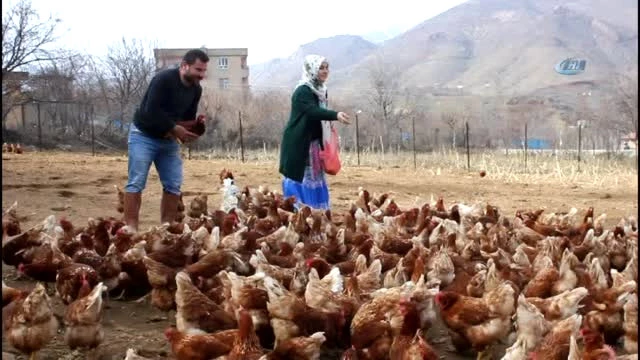 Atanamayan Eşine Destek Olmak İçin Tavuk Çiftliği Kurdu
