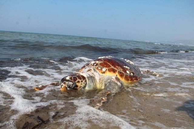 Kuşadası'nda Bir Günde İki Deniz Kaplumbağası Ölü Bulundu