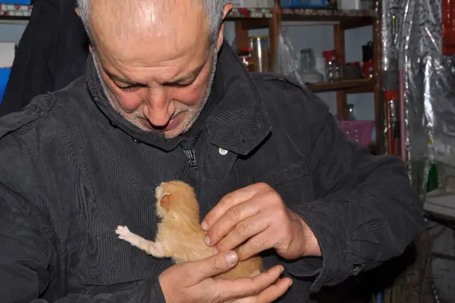 Karton Kutuda Cami Avlusuna Bırakılan Kedilere Vatandaşlar Sahip Çıktı