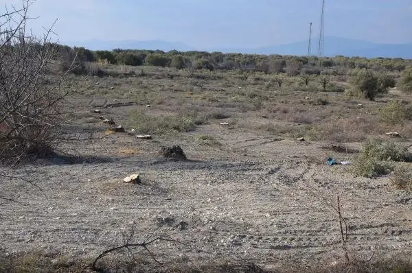 Otoyol İçin Sökülen Zeytin Ağaçları Turistik Beldelere Satıldı