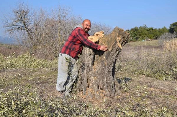 Otoyol İçin Sökülen Zeytin Ağaçları Turistik Beldelere Satıldı